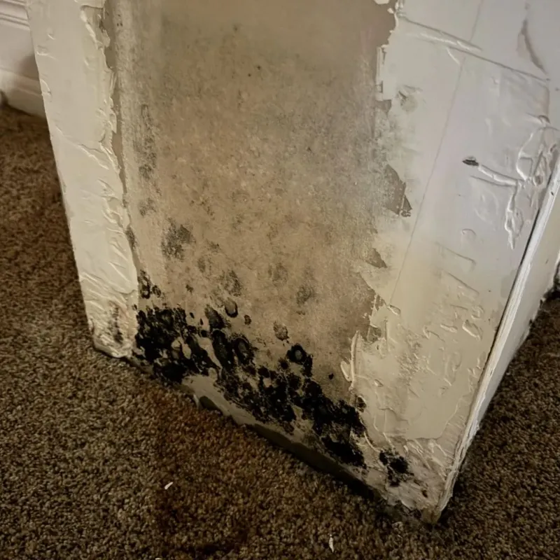 Professional Mold Removal in Byers, CO